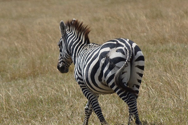 Zebra - Equus quagga
